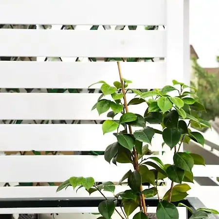 Burnelia Vacation Maisonette * Лефкими