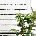 Burnelia Vacation Maisonette